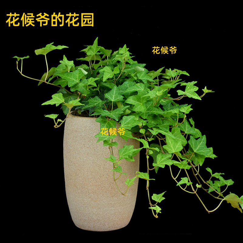万年青吊兰多少钱 万年青吊兰优惠券免费领取 有条鱼 万年青吊兰多少钱 万年青吊兰优惠券免费领取 有条鱼