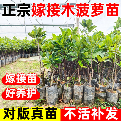 泰国8号木菠萝12号红肉高产