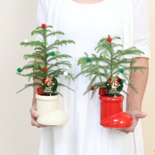 圣诞树南洋杉节日盆栽喜庆室内易养耐旱绿植盆栽