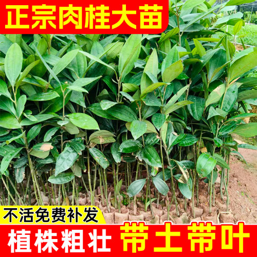 正宗广西玉桂树苗肉桂苗庭院种植带泥浆发货新鲜生根基地直发易活