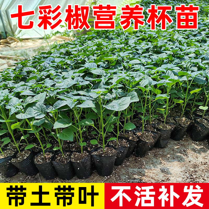 七彩辣椒杯苗泡椒苗阳台盆栽带土带叶五彩椒灯笼辣椒杯苗四季种植