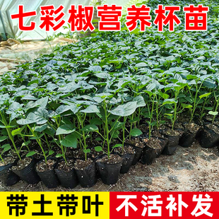 七彩辣椒杯苗泡椒苗阳台盆栽带土带叶五彩椒灯笼辣椒杯苗四季种植