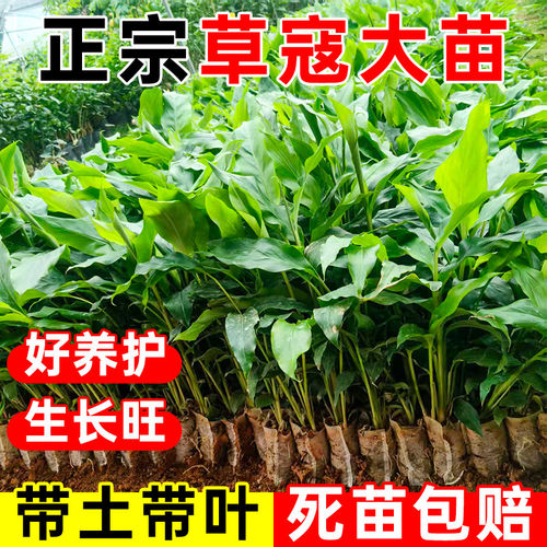 广西正宗草豆蔻苗草寇草苗子土杯苗药材苗中草药苗带土带叶发货