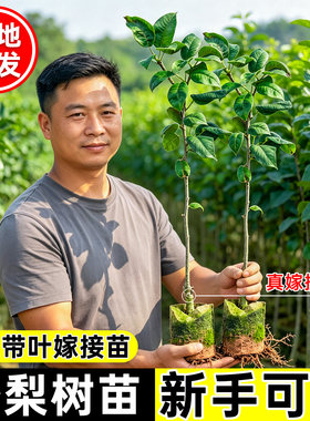 沙梨营养杯苗嫁接甜脆多汁