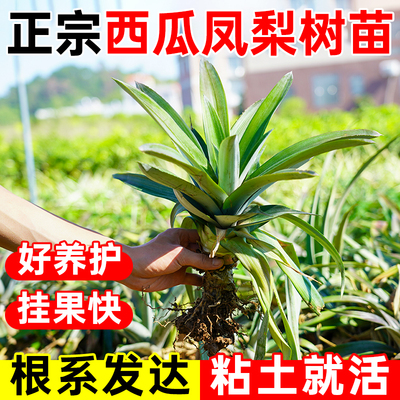 凤梨苗正宗地菠萝苗金钻凤梨苗庭院阳台盆栽地栽种植结果带根带土