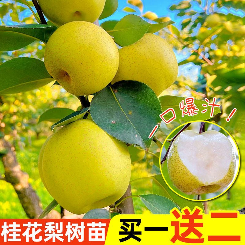 正宗桂花梨树苗带土带叶盆栽地栽庭院四季可种植云南红梨产地直发
