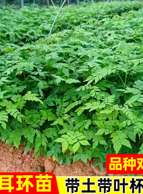 正宗广西猴耳环杯苗树苗三角青