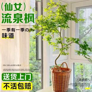 造型黄金流泉枫盆栽室内客厅书房植物七本枫树网红禅意办公室盆景