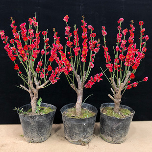 梅花树苗盆栽老桩庭院耐寒木本植物花卉浓香骨里红红绿梅阳台绿植