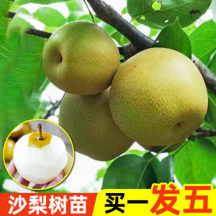 正宗梨树营养杯苗嫁接沙梨树苗丰水梨树苗地栽秋月梨南方北方种植