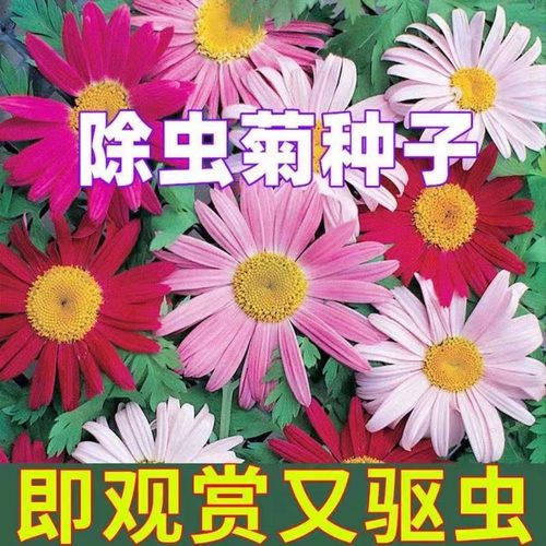 除虫菊种子驱蚊草驱虫菊花种籽子多年生混色花种子四季可种盆栽