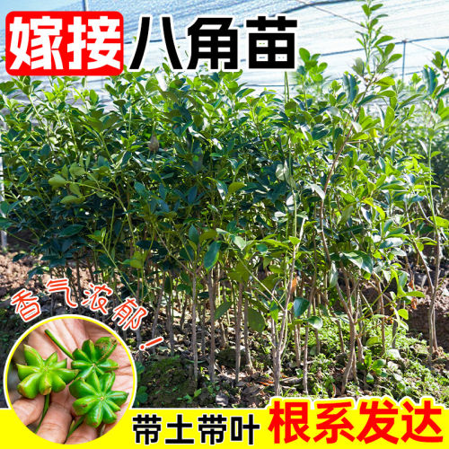 广西八角嫁接苗高产矮化