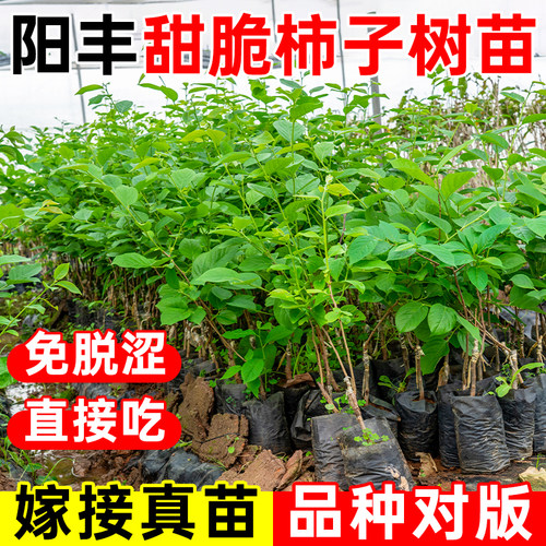 柿子树苗嫁接阳丰无核柿子果树苗