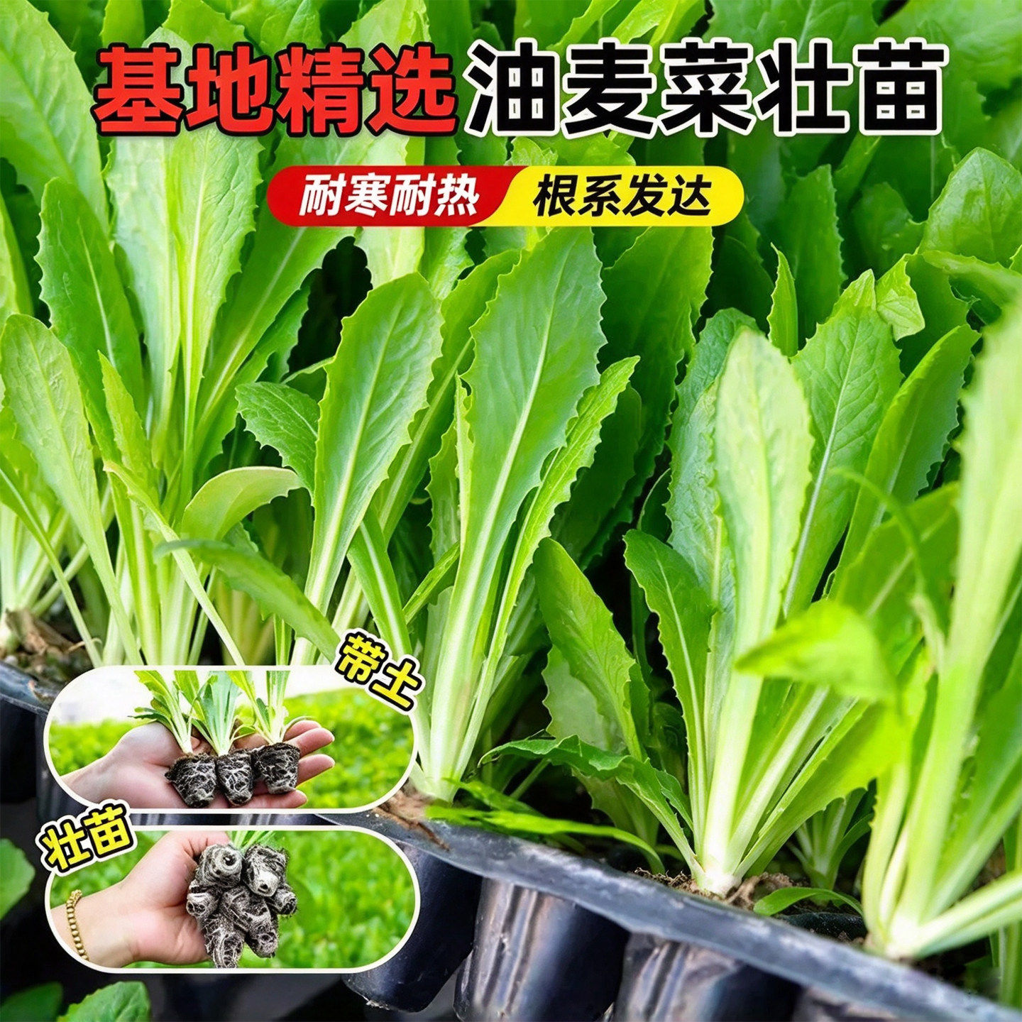 油麦菜苗秧苗麦香味油麦菜广东小叶圆叶香油麦菜苗四季种植生菜苗