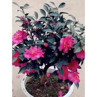 茶梅花苗树植物盆栽室内外耐寒花卉老桩品种茶梅苗四季常青年宵花