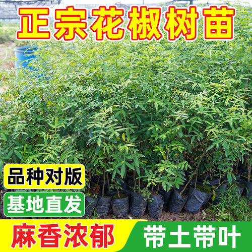 大红袍花椒树苗花椒树苗