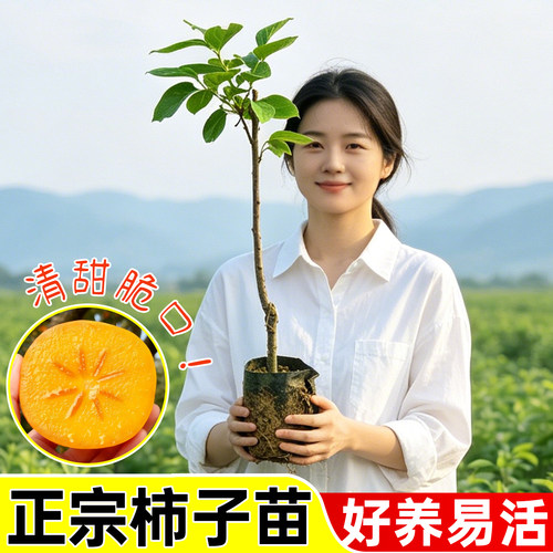 柿子树苗嫁接阳丰无核柿子果树苗