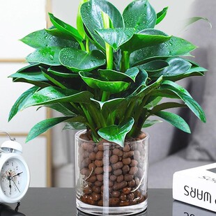 金钻盆栽绿植绿萝箩水培植物万年青发财树室内花卉办公室客厅好养