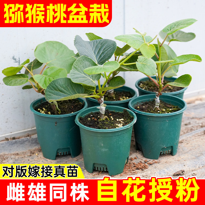 花木农品牌常绿黄心猕猴桃树苗图片