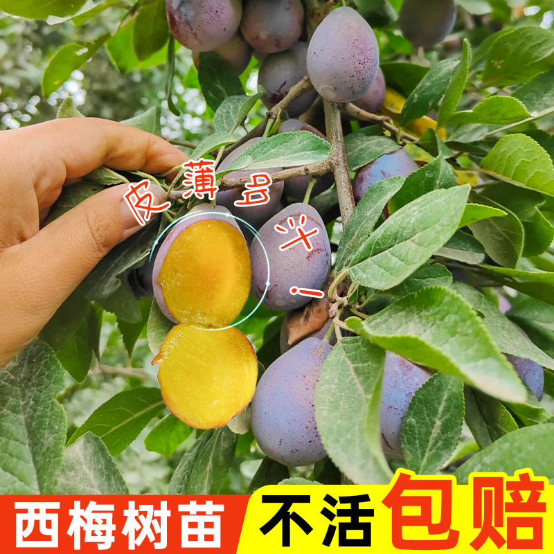 西梅果树苗南北方种植盆地栽嫁接苗当年结果红西梅李子苗水果果苗