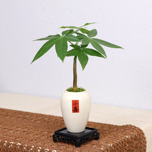 发财树盆栽室内好养绿植办公室桌面四季常绿植物摇钱树发财树盆栽