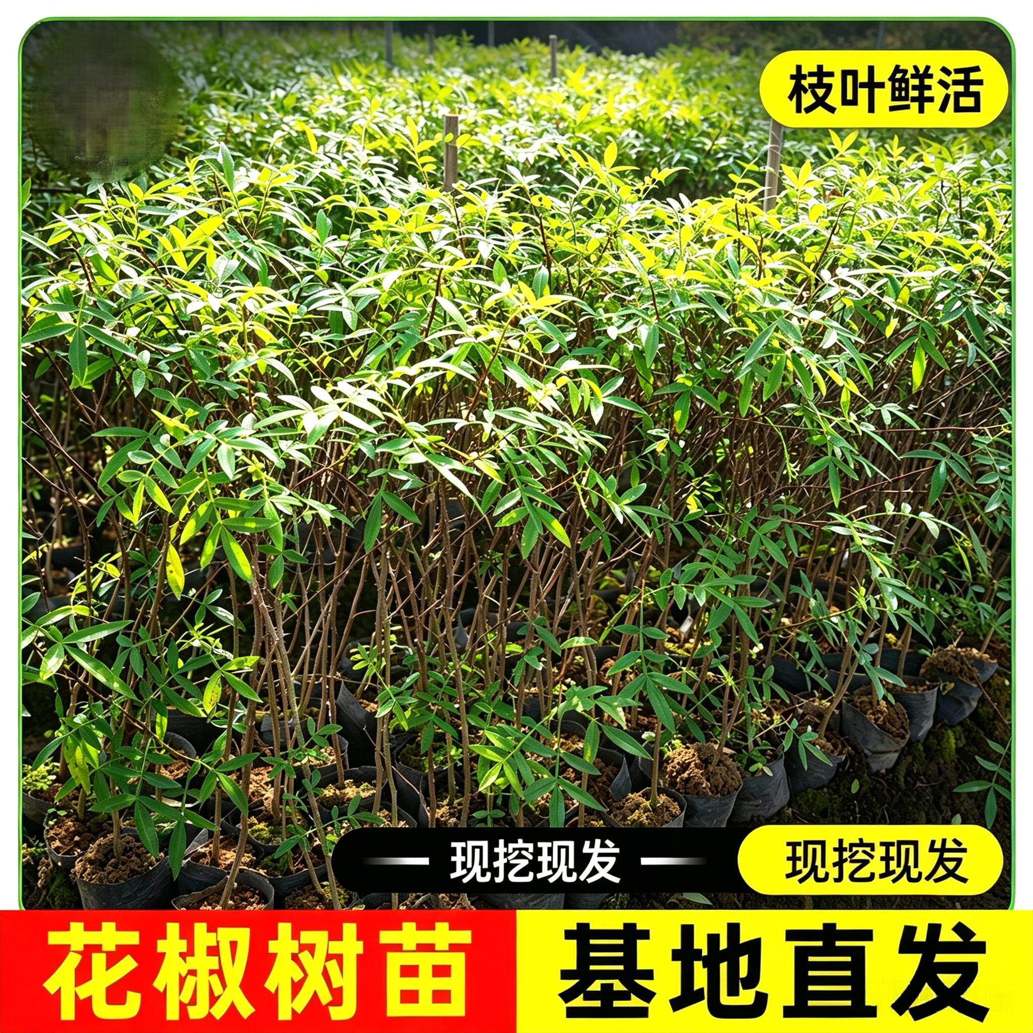 花椒树苗基地发货九叶青花椒大红袍花椒带土带叶地栽盆栽花椒树苗图片