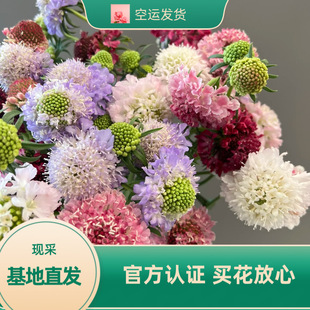 松虫草鲜花圣代花云南昆明基地鲜切花蓝盆花高端新鲜配花