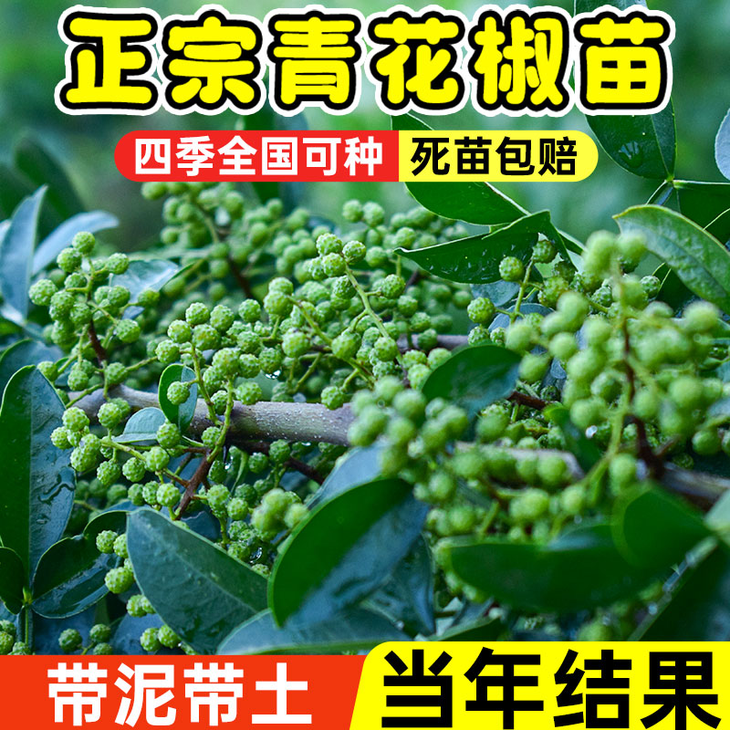 九叶青花椒树苗大红袍花椒苗地栽盆栽藤椒麻椒树四季种植带土带叶 鲜花速递/花卉仿真/绿植园艺 果树 原图主图