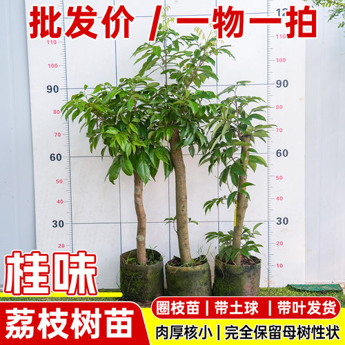 精品桂味荔枝树苗高压圈枝
