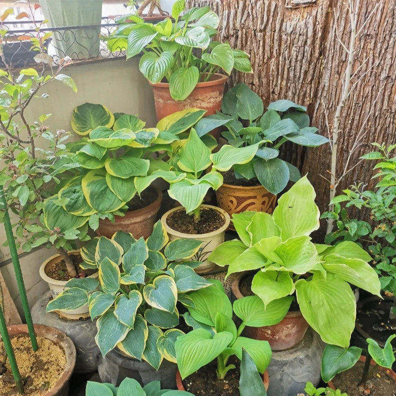 玉簪花苗庭院绿植花叶玉簪青叶金边植物易种植绿化苗盆栽花卉绿植