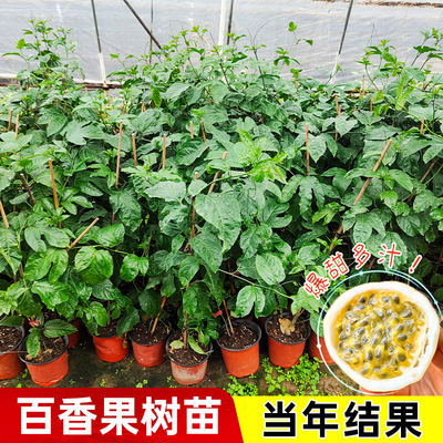 百香果树果苗盆栽树苗南方北方庭