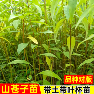 广西正宗山苍子山胡椒种苗带土带叶木姜子苗袋苗现挖基地直销