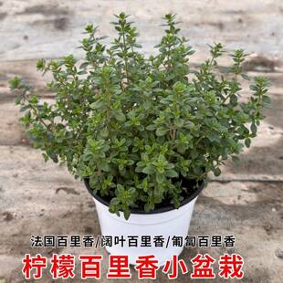 新鲜柠檬百里香盆栽可食用中草药芳香煎牛排西餐法国百里香阔叶苗