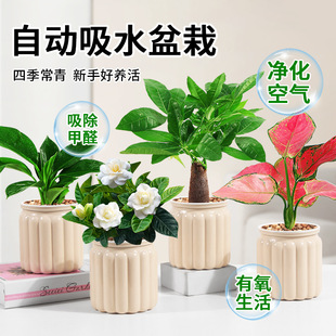 发财树盆栽绿萝箩桌面植物栀子花绿植花卉办公室内多肉水培好养活