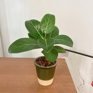 室内观赏高山榕绿植成品带盆带托盘新手易活