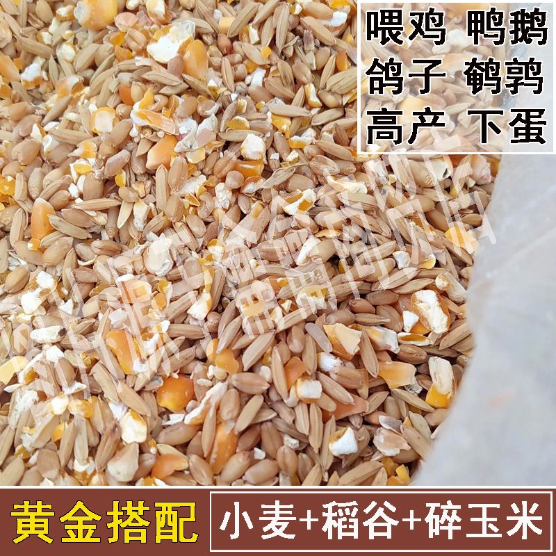 碎玉米粒稻谷混合物喂鸡