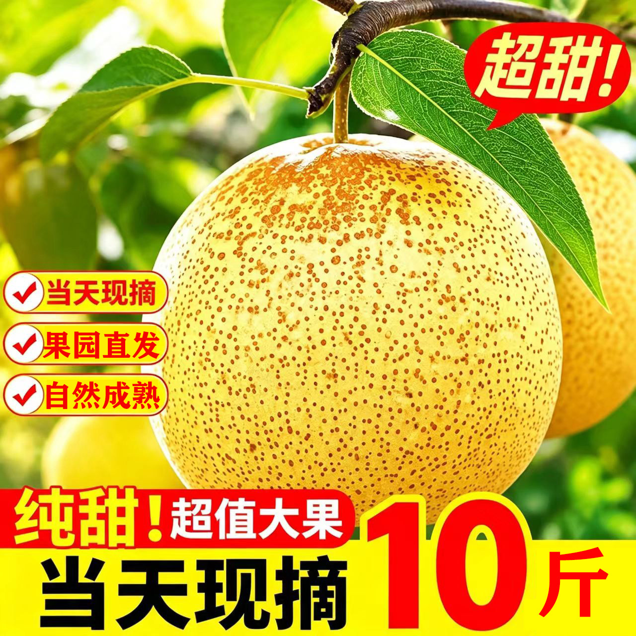 正宗安徽砀山梨现摘现发
