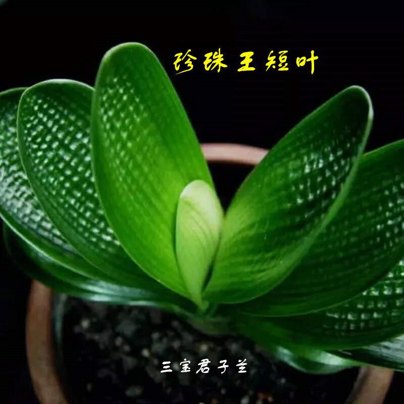 长春君子兰精品小苗国宝级珍珠王元宝麻脸钢板坑纹室内盆栽绿植.