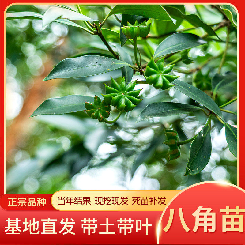 八角树树苗南北方庭院四季高产地栽种植食用大红茴香嫁接苗八角苗