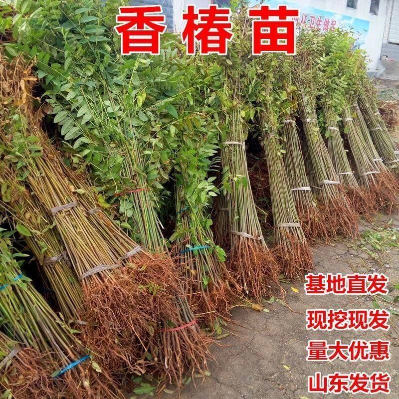 红油香椿苗果树果苗椿树苗盆栽食用香椿树苗南方北方种植树苗香椿