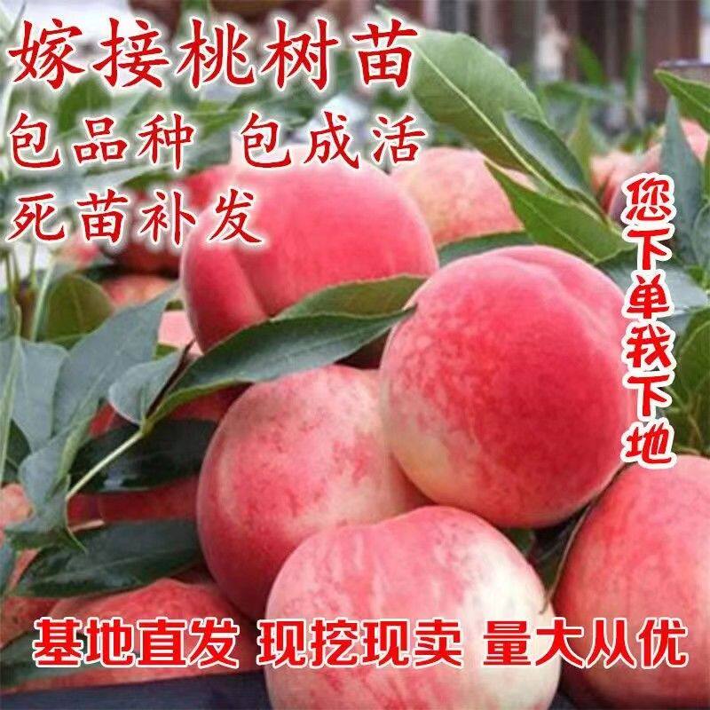 桃树苗新品种血桃树苗特大黄桃苗嫁接冬桃苗南北方种植当年结果苗