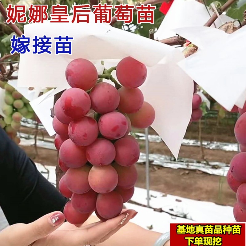 嫁接妮娜皇后贝达3309公主葡萄苗5bb砧木妮娜女王葡萄树苗盆栽苗