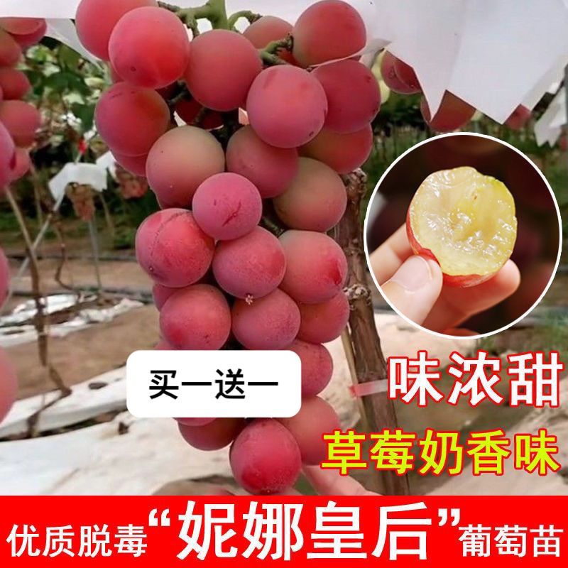 新品妮娜皇后葡萄树苖公主女皇王后葡萄苗南北方种植当年结果树苗