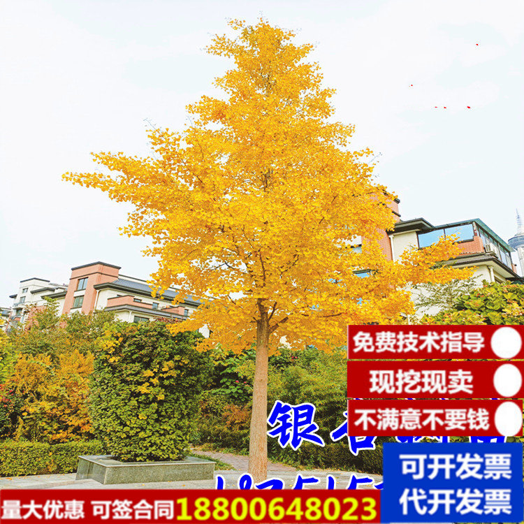 银杏树苗 银杏苗白果小苗银杏小苗庭院植物行道绿化苗木银杏果苗