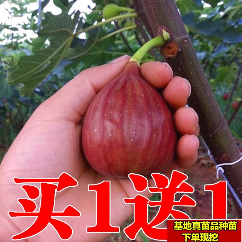 无花果苗 四季盆栽特大波姬红南方北方种植 无花果树苗当年结果苗