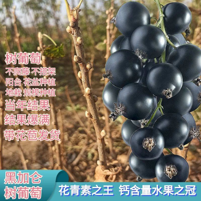 树葡萄果树苗不搭架不爬藤黑加仑新品耐寒当年结果盆栽南北方种植