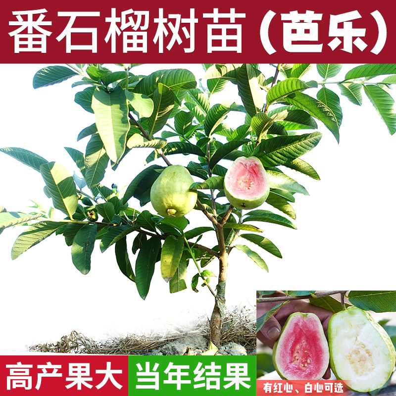 番石榴水果树苗台湾芭乐南方种植四季红宝石红心白心珍珠当年结果