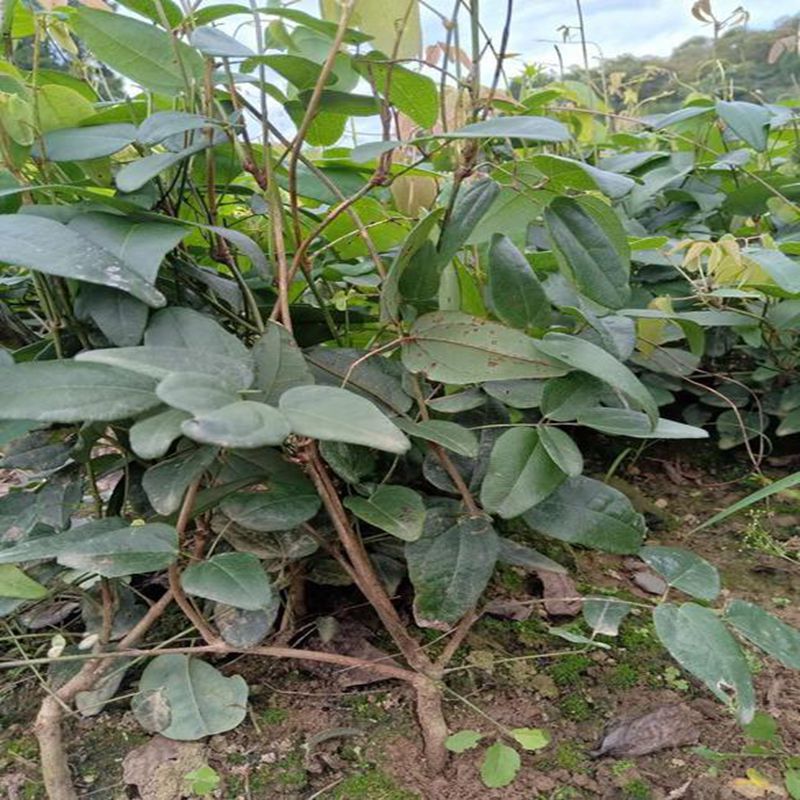 八月瓜苗籽少瓜苗八月炸结果苗爬藤盆栽地栽野生八月瓜果树苗带叶