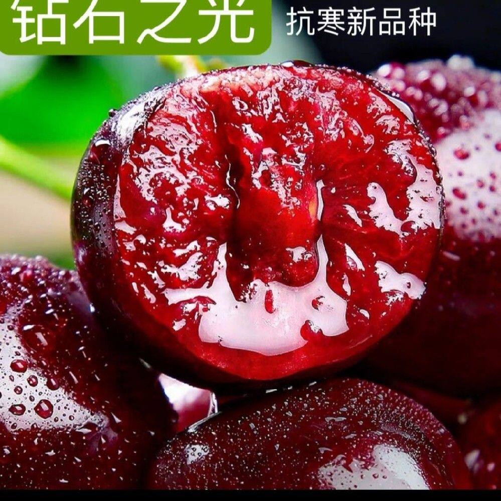 山东嫁接大樱桃树苗俄8大樱桃钻石之光车厘子盆栽地栽