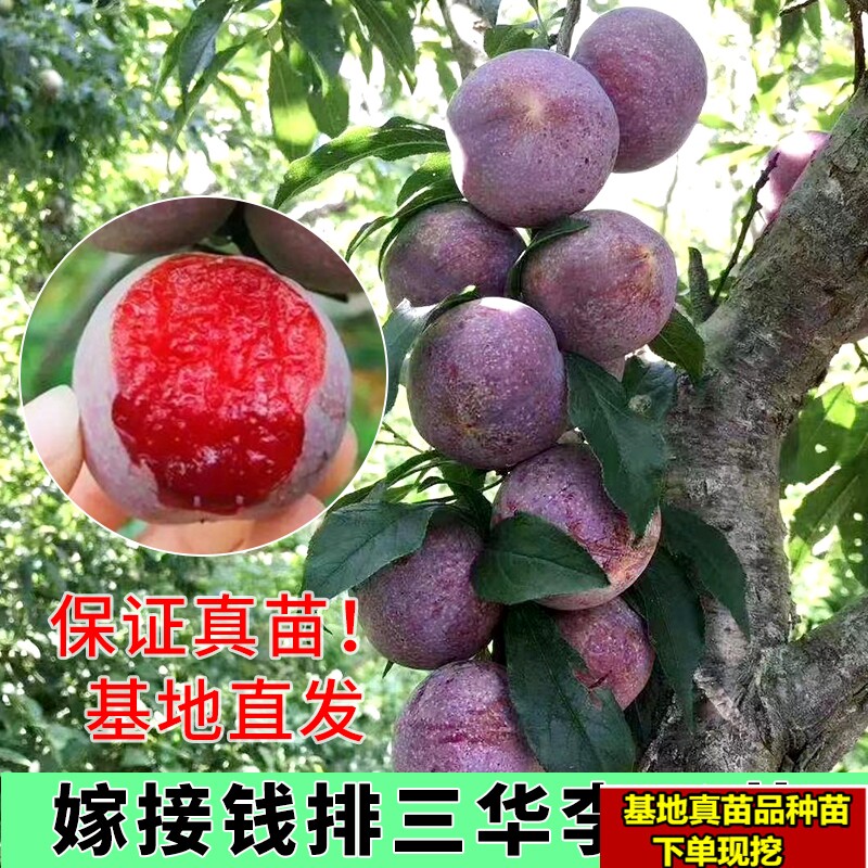 钱排银妃三华李嫁接苗早熟李子水果树苗带营养杯盆栽地栽南方种植